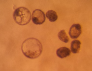 karen sutton cattle embryo work